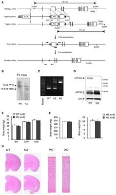 Deletion of Long Isoform of Eukaryotic Elongation Factor 1Bδ Leads to Audiogenic Seizures and Aversive Stimulus-Induced Long-Lasting Activity Suppression in Mice